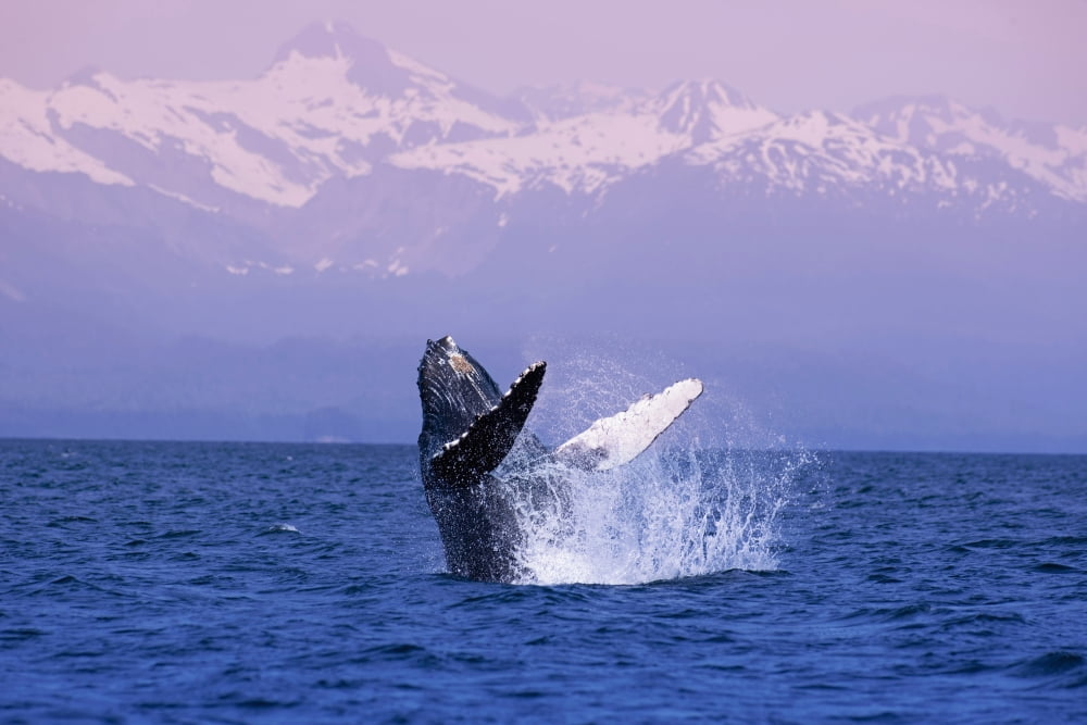 Humpback Breaching In Inside Passage WFairweather Range Southeast Alaska Summer Canvas Art - John Hyde Design Pics (34 x 22)