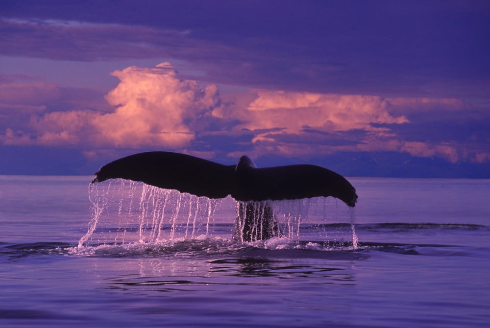 Humpback Fluke Sunset Lynn Canal Se Ak Composite Summer Canvas Art - John Hyde Design Pics (34 x 22)