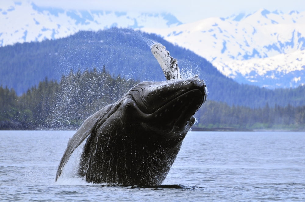 Humpback Wale Breaching In Prince William Sound Alaska Canvas Art - Bill Rome Design Pics (34 x 22)
