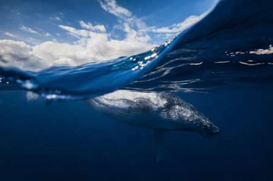 Humpback Whale And The Sky Canvas Art - Barathieu Gabriel (12 x 18)