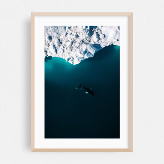 Humpback Whale Beneath the Ice - Greenland Photography Nature Ocean Wildlife Winter Seascape Snow Minimalist Oak Framed Wall Art Print 16 x 24 inches