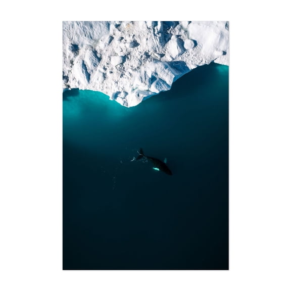 Humpback Whale Beneath the Ice - Greenland Photography Nature Ocean Wildlife Winter Seascape Snow Minimalist Unframed Wall Art Print 40 x 60 inches
