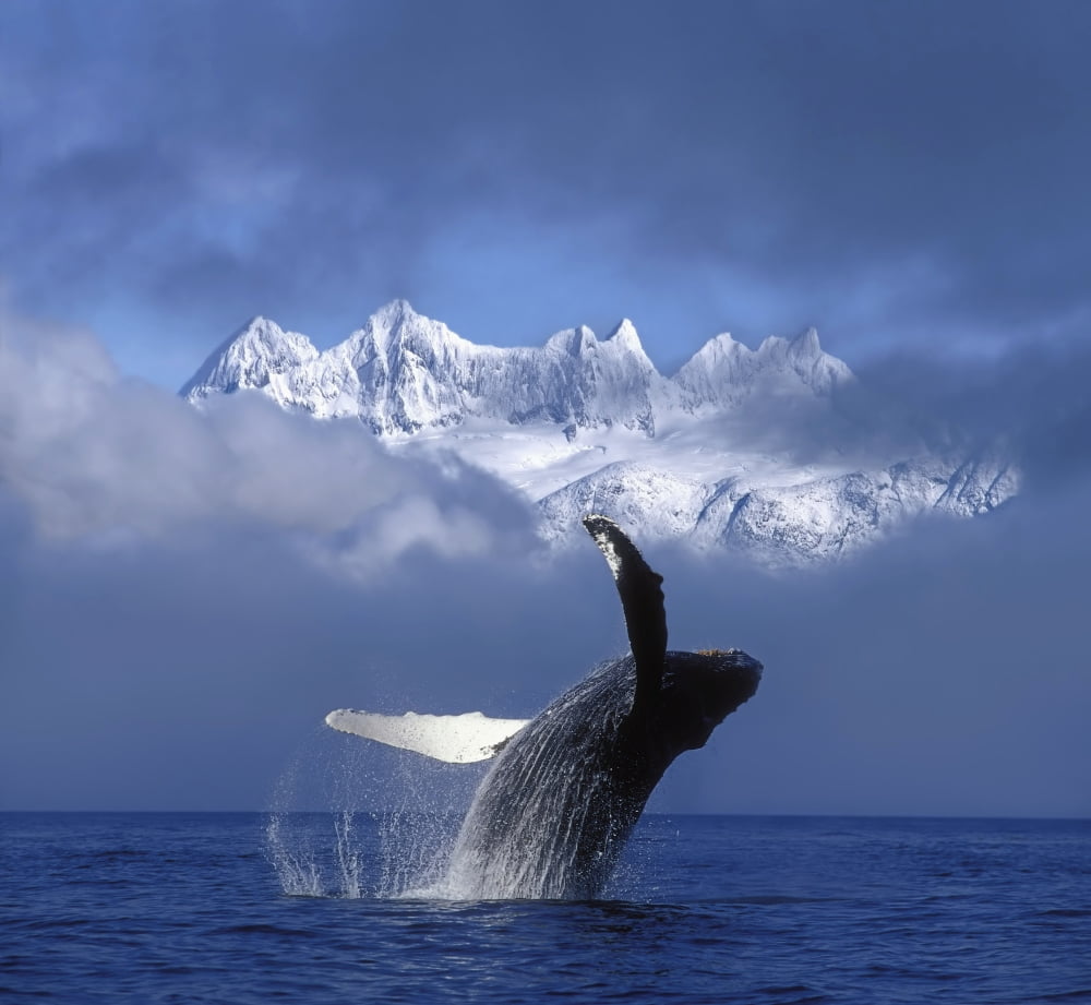 Humpback Whale Breaches In Clearing Fog Se Ak Spring WMendenhall Towers Background Composite Canvas Art - John Hyde Design Pics (16 x 14)