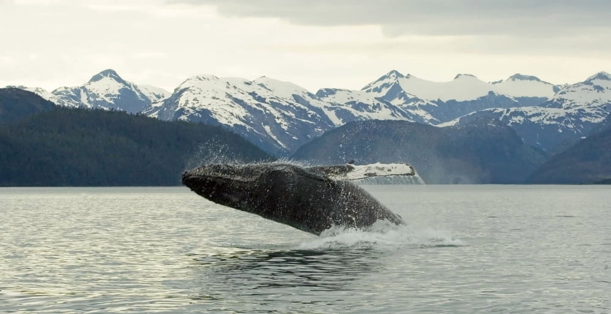 Humpback Whale Breaches Near Glacier Bay National Park Alaska Canvas Art - Nick Jans Design Pics (21 x 11)