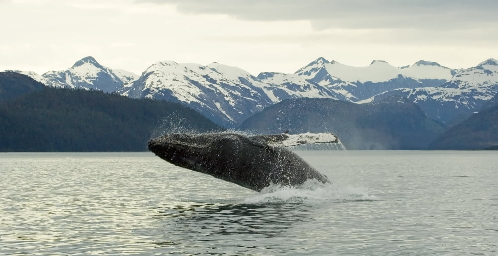 Humpback Whale Breaches Near Glacier Bay National Park Alaska Canvas Art - Nick Jans Design Pics (42 x 22)