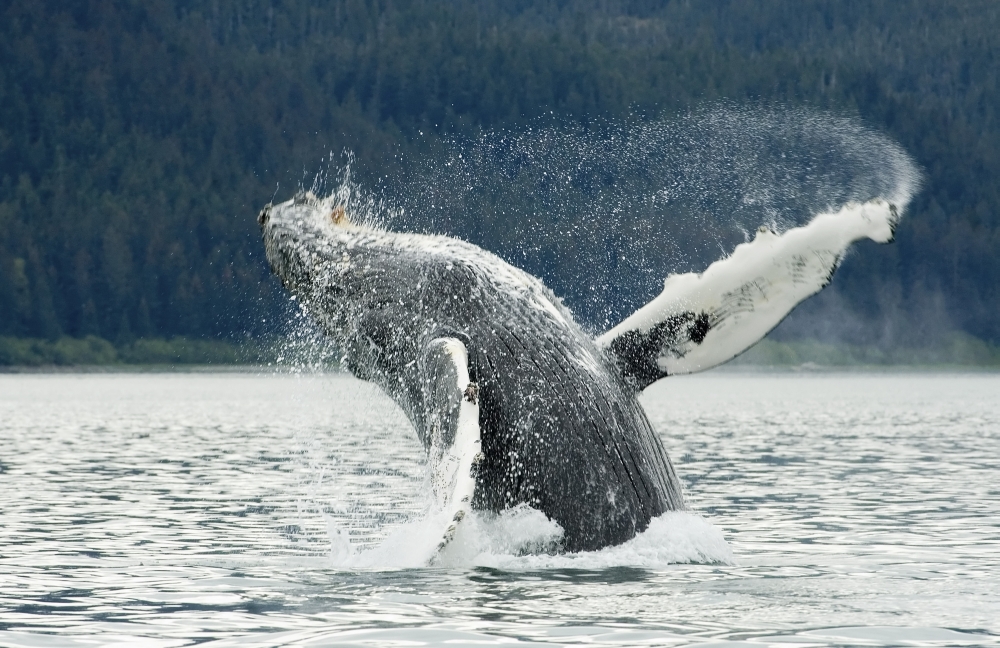 Humpback Whale Breaches Near Glacier Bay National Park Southeast Alaska Canvas Art - Nick Jans Design Pics (17 x 11)