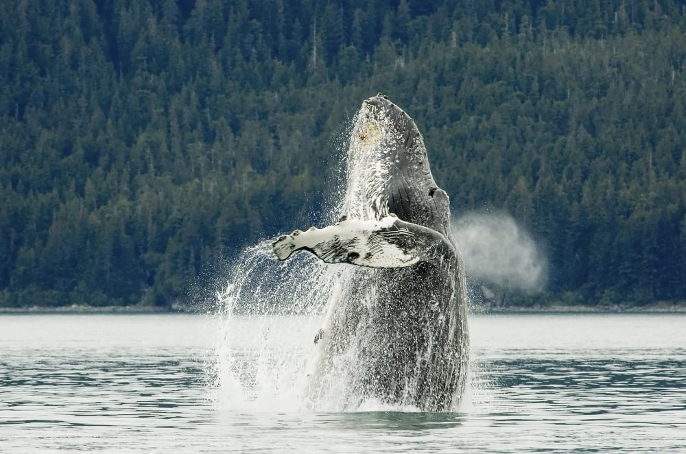 Humpback Whale Breaches Near Glacier Bay National Park Southeast Alaska Canvas Art - Nick Jans Design Pics (34 x 22)