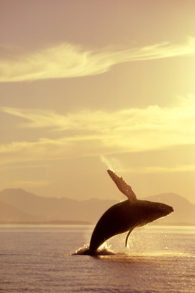 Humpback Whale Breaching In Inside Passage Se Ak Summer Backlit Canvas Art - John Hyde Design Pics (11 x 17)
