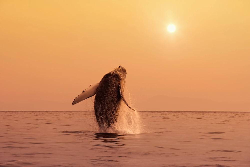 Humpback Whale Breaching In Inside Passage Se Ak Summer Backlit Canvas Art - John Hyde Design Pics (17 x 11)