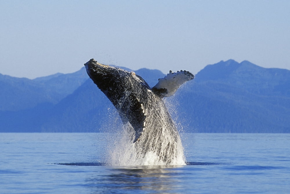 Humpback Whale Breaching In Inside Passage Se Ak Summer Canvas Art - John Hyde Design Pics (17 x 11)