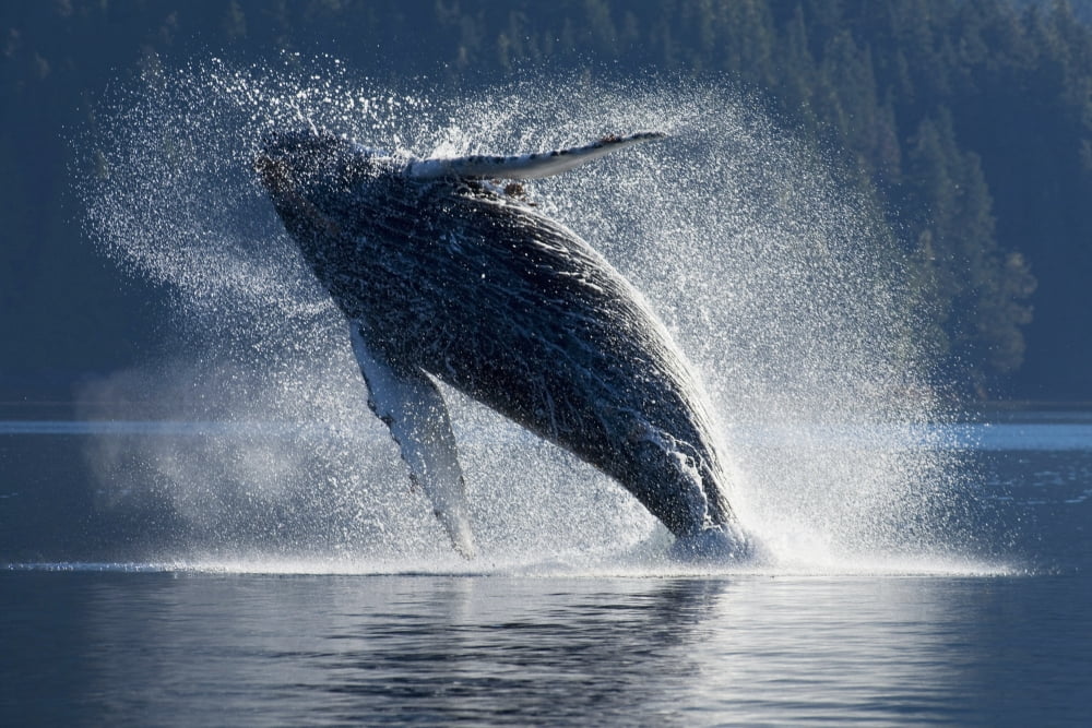 Humpback Whale Breaching In The Waters Of The Inside Passage Southeast Alaska Summer Canvas Art - John Hyde Design Pics (17 x 11)