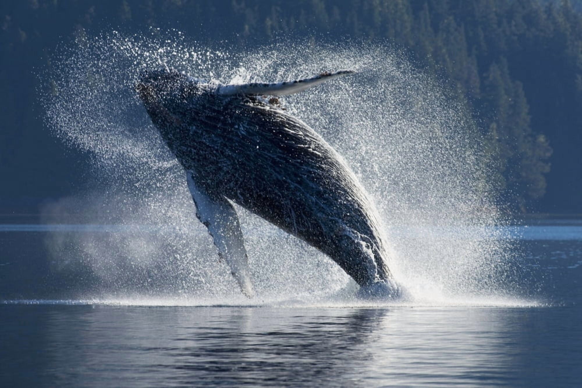 Humpback Whale Breaching In The Waters Of The Inside Passage Southeast Alaska Summer Canvas Art - John Hyde Design Pics (34 x 22)