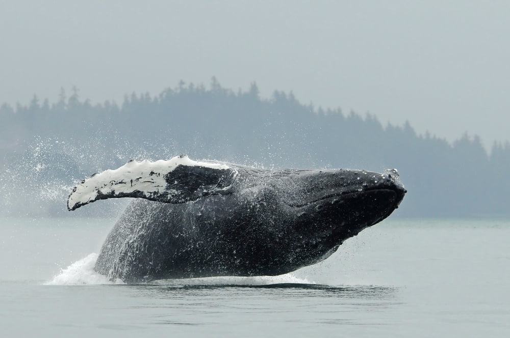Humpback Whale Breaching Near Juneau During Summer In Southeast Alaska Canvas Art - Nick Jans Design Pics (17 x 11)
