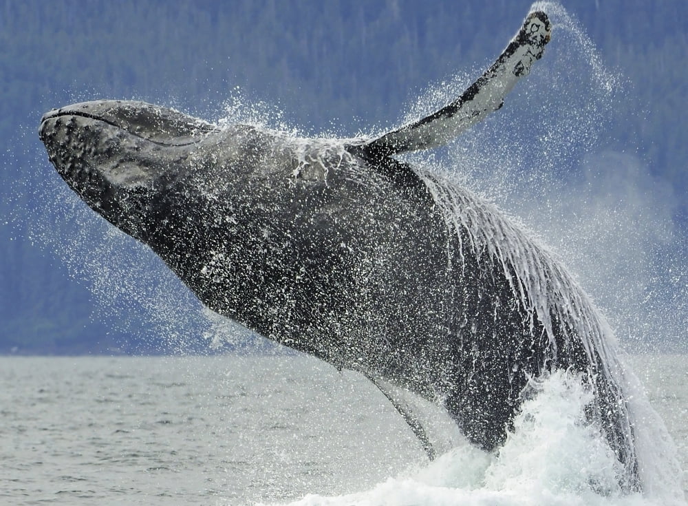 Humpback Whale Breaching Near Juneau During Summer In Southeast Alaska Canvas Art - Nick Jans Design Pics (17 x 12)