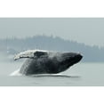 thumbnail image 1 of Humpback Whale Breaching Near Juneau During Summer In Southeast Alaska by Nick Jans / Design Pics, 1 of 3