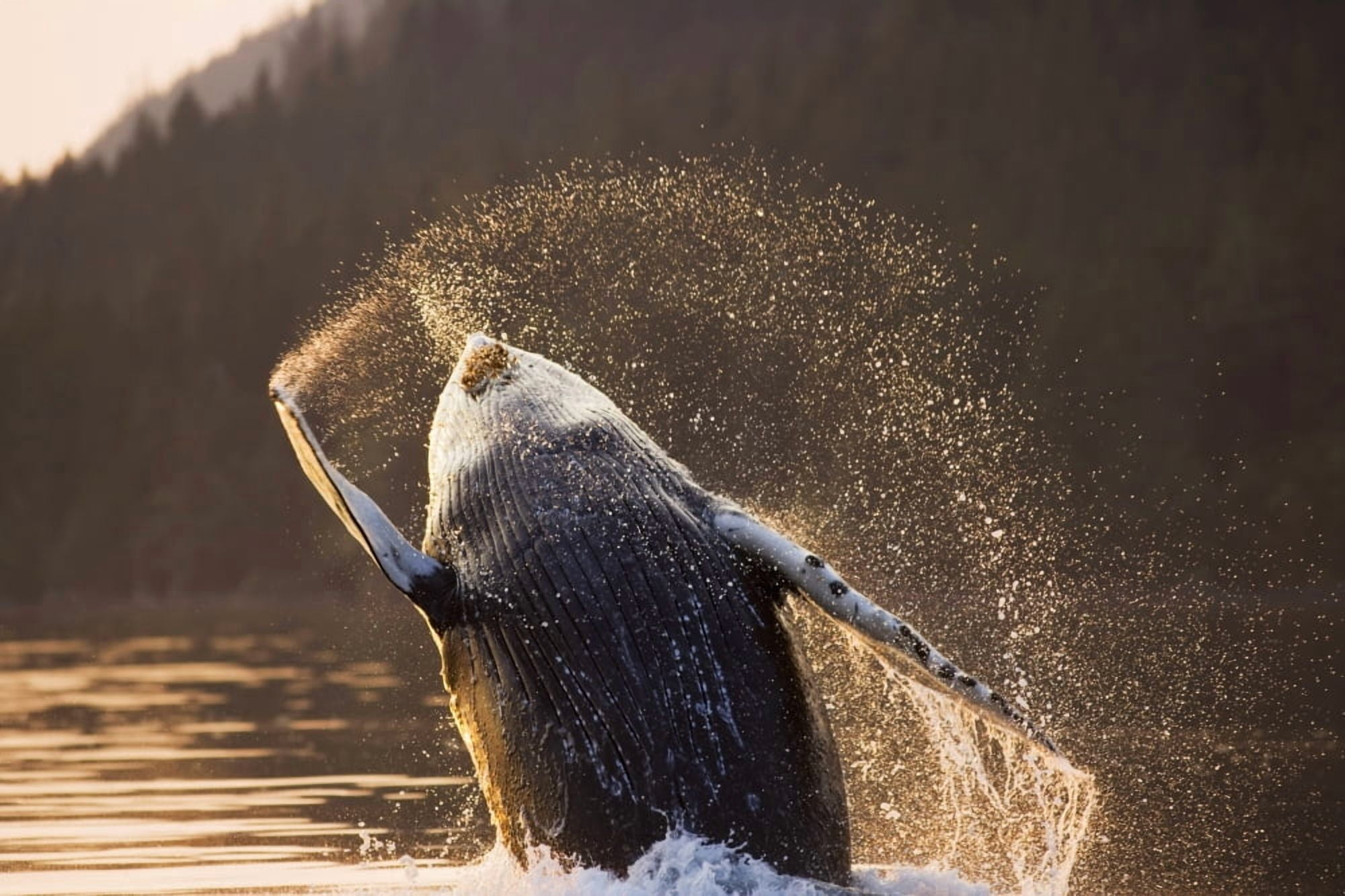 Humpback Whale Breaching Near Sunset Inside Passage Southeast Alaska Summer Canvas Art - John Hyde Design Pics (17 x 11)
