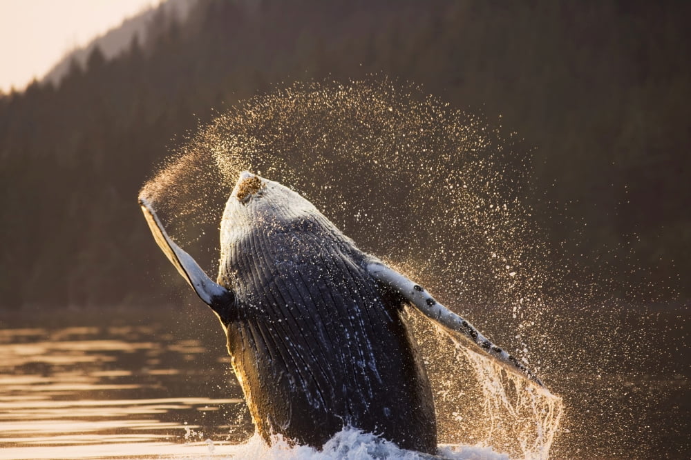 Humpback Whale Breaching Near Sunset Inside Passage Southeast Alaska Summer Canvas Art - John Hyde Design Pics (34 x 22)