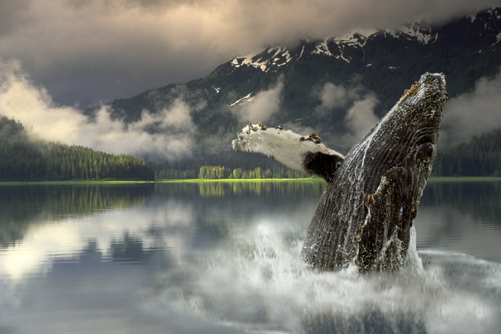Humpback Whale Breaching Southeast Ak Digital Image Summer Portrait Composite Canvas Art - Ron Sanford Design Pics (34 x 22)