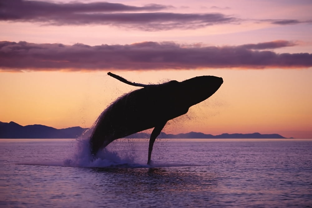 Humpback Whale Breaching Sunset Composite Se Ak Canvas Art - John Hyde Design Pics (17 x 11)