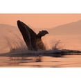 thumbnail image 1 of Humpback Whale Breaching  Sunset W/Coast Mountains Background Inside Passage Se Alaska Summmer Poster Print, 1 of 2