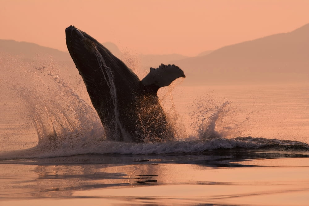 Humpback Whale Breaching Sunset WCoast Mountains Background Inside Passage Se Alaska Summmer Canvas Art - John Hyde Design Pics (17 x 11)