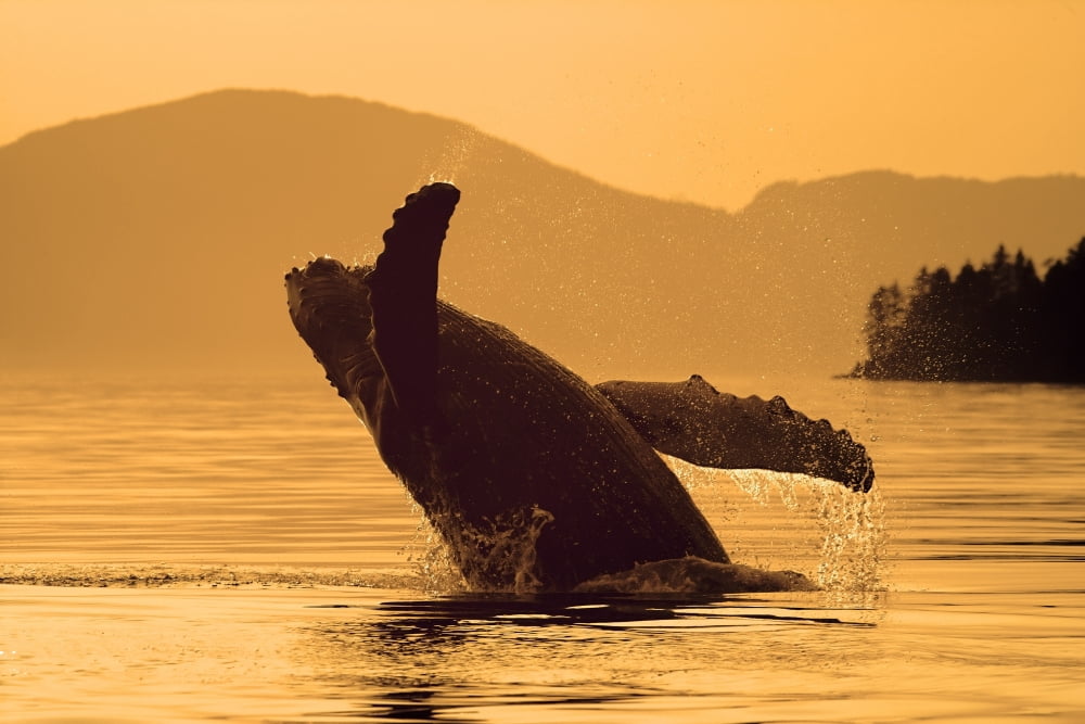 Humpback Whale Breaching Sunset WCoast Mountains Background Inside Passage Se Alaska Summmer Canvas Art - John Hyde Design Pics (17 x 11)