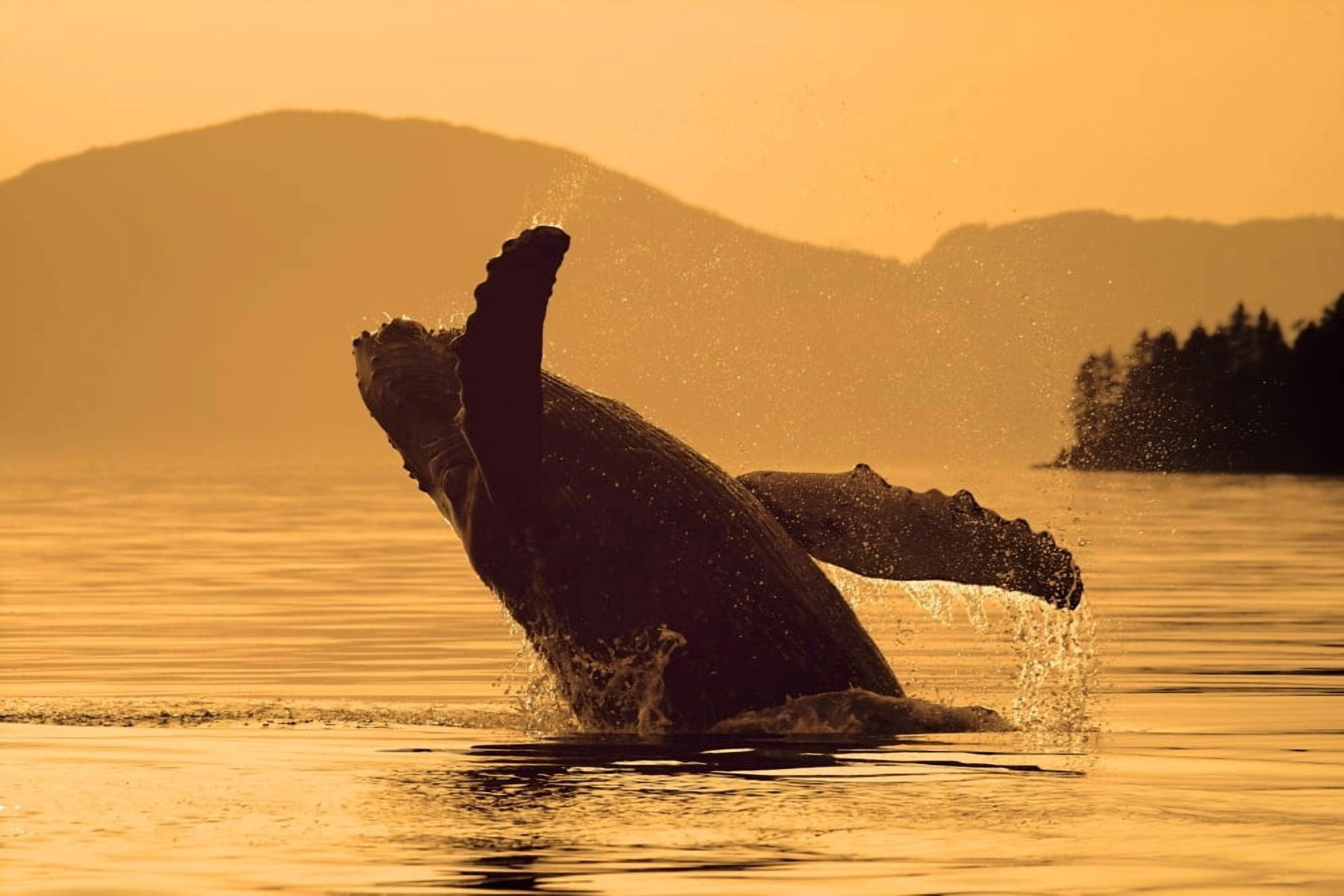 Humpback Whale Breaching Sunset WCoast Mountains Background Inside Passage Se Alaska Summmer Canvas Art - John Hyde Design Pics (34 x 22)