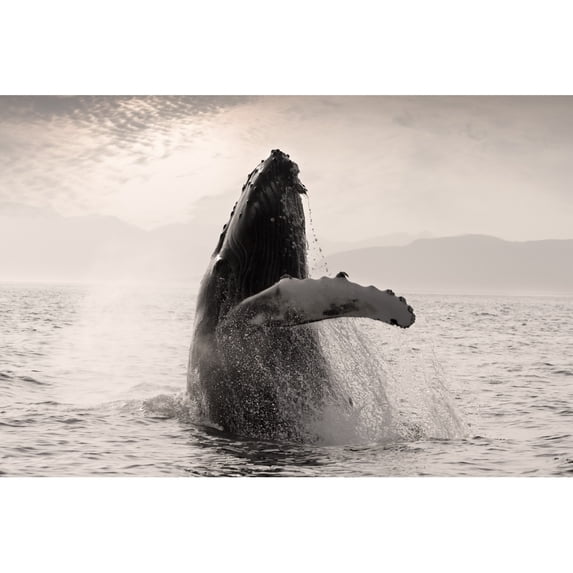 Humpback Whale Breaching W/Coast Mountains Background Inside Passage Se Alaska Summmer by John Hyde / Design Pics