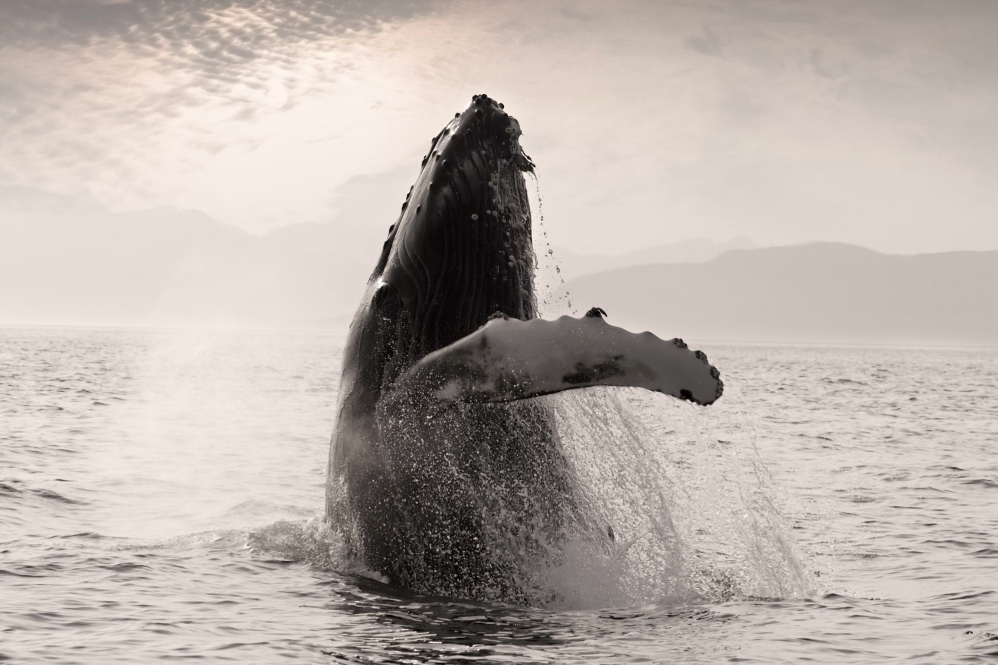 Humpback Whale Breaching WCoast Mountains Background Inside Passage Se Alaska Summmer Canvas Art - John Hyde Design Pics (17 x 11)