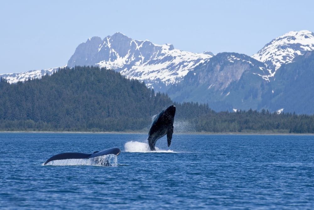 A Humpback Whale Calf Breaches As Its Mother Swims At The Surface Nearby Dundas Bay Glacier Bay National Park Inside Passage Alaska Canvas Art - John Hyde Design Pics (18 x 12)