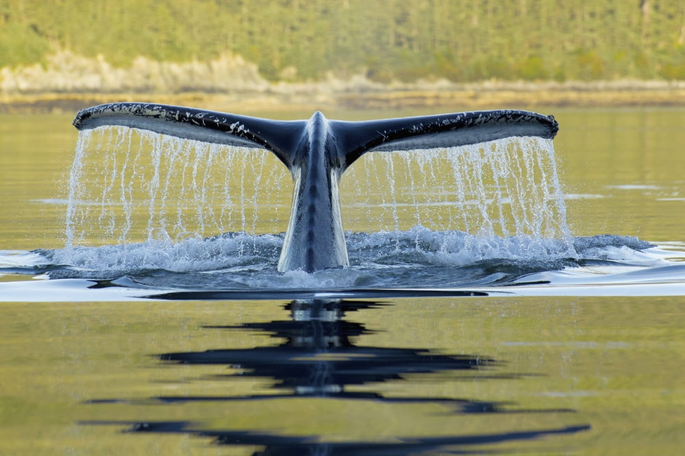 Humpback Whale Diving Into The Depths Of Frederick Sound With Tail Fluke Visible Admiralty Island Inside Passage Southeast Alaska Summer Canvas Art - John Hyde Design Pics (19 x 12)