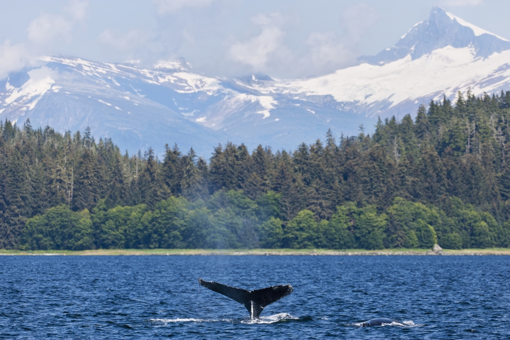Humpback Whale Diving In Seymour Canal With Sum Dum Mountain In The Background In The Inside Passage Of Southeast Alaska Canvas Art - Ray Bulson Design Pics (19 x 12)