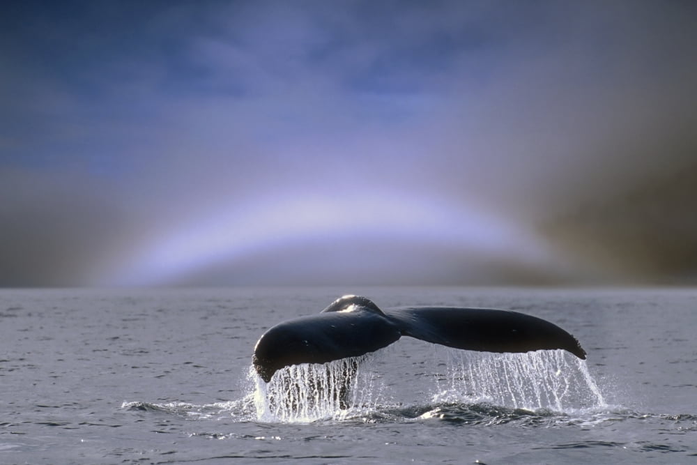 Humpback Whale Fluke On Surface Of Water WFogbow On Horizon Se Alaska Summer Composite Canvas Art - John Hyde Design Pics (34 x 22)