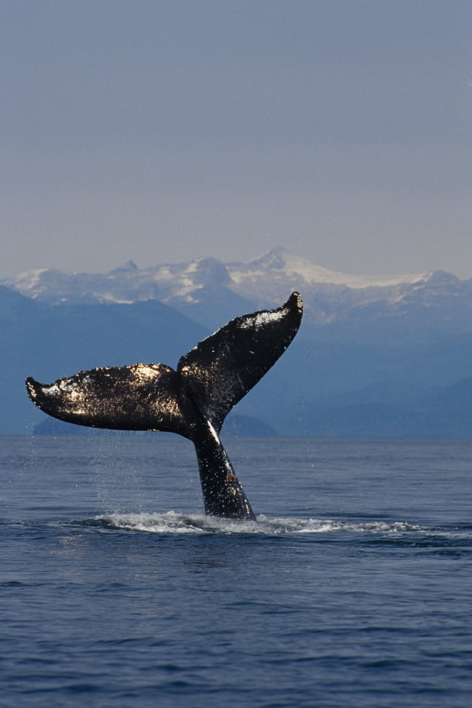 Humpback Whale Fluke Out Of Water Inside Passage Se Ak Summer Tongass Nf Canvas Art - John Hyde Design Pics (11 x 17)