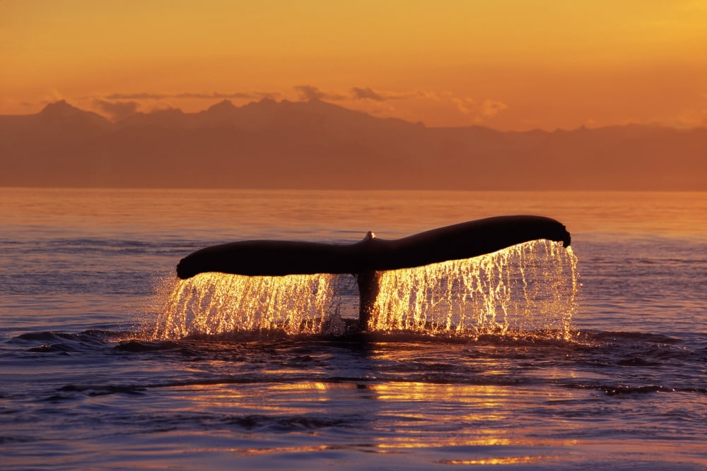 Humpback Whale Fluke Sunset Inside Passage Se Ak Summer Canvas Art - John Hyde Design Pics (17 x 11)