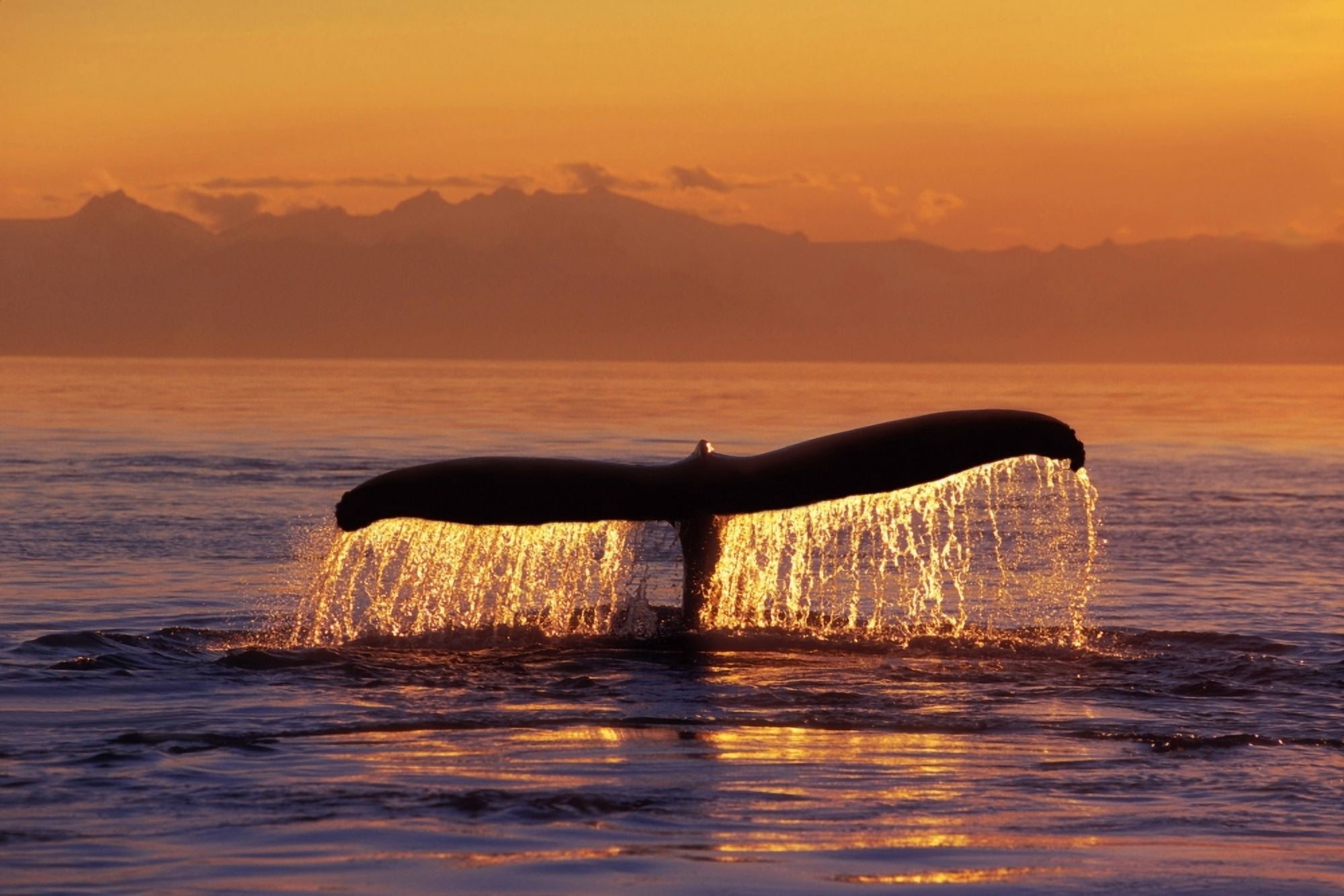 Humpback Whale Fluke Sunset Inside Passage Se Ak Summer Canvas Art - John Hyde Design Pics (34 x 22)