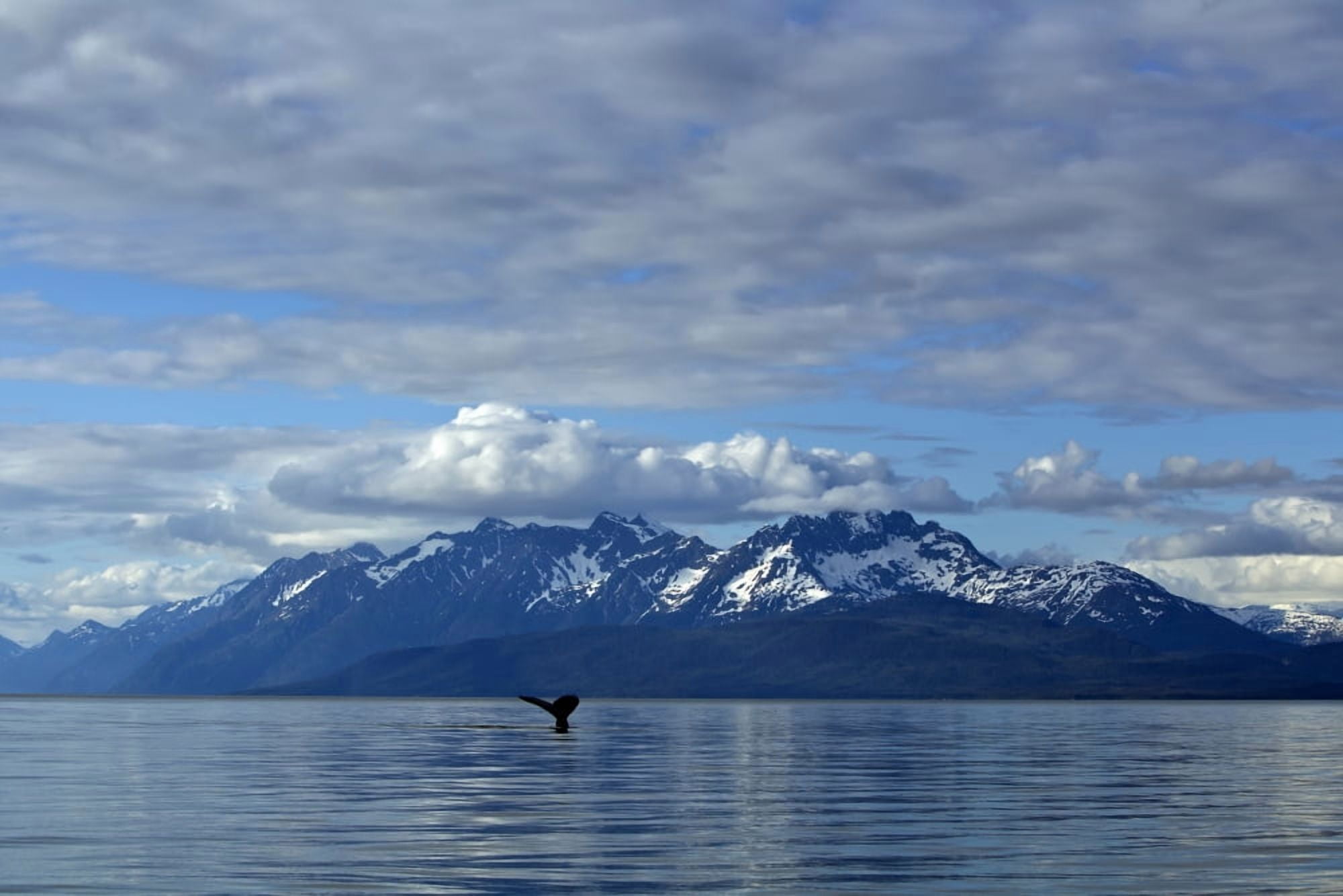 Humpback Whale Fluking In Lynn Canal Inside Passage Southeast Alaska Summer Canvas Art - John Hyde Design Pics (18 x 12)