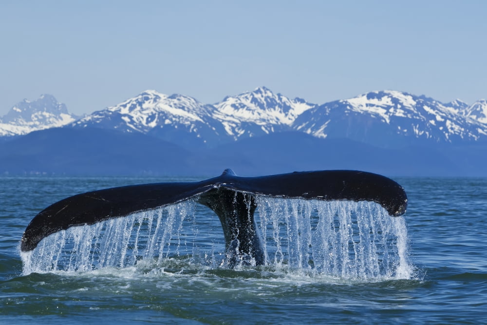 Humpback Whale Fluking In Lynn Canal With Chilkat Mountains In The Distance Inside Passage Southeast Alaska Summer Canvas Art - John Hyde Design Pics (18 x 12)