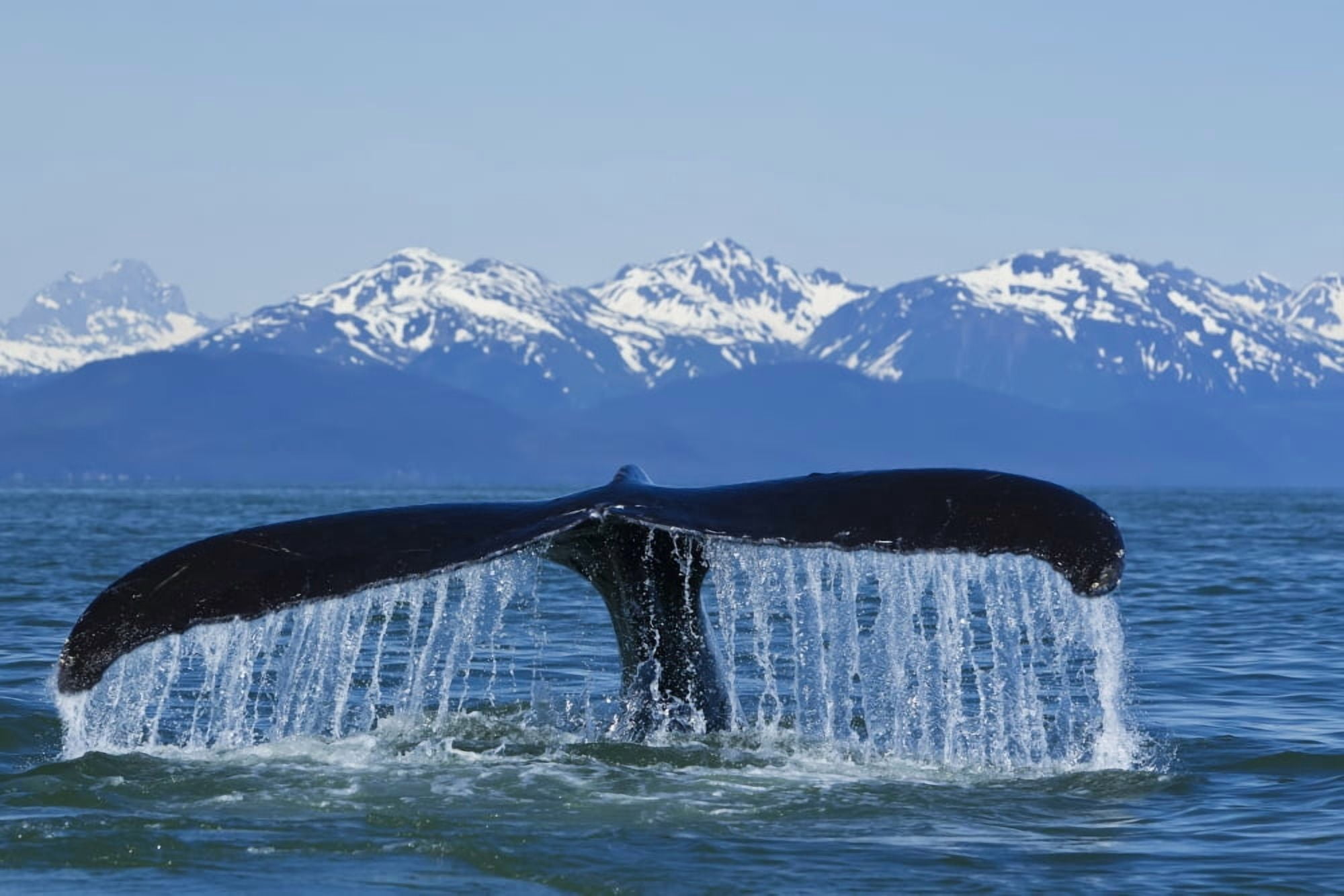 Humpback Whale Fluking In Lynn Canal With Chilkat Mountains In The Distance Inside Passage Southeast Alaska Summer Canvas Art - John Hyde Design Pics (36 x 24)