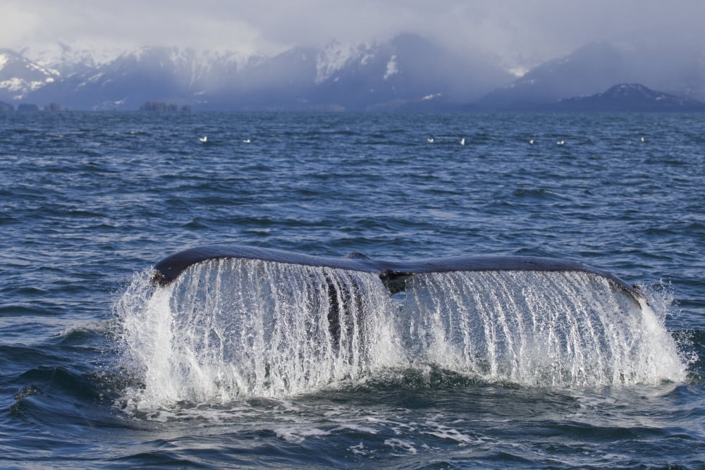 Humpback Whale Fluking With Water Cascading From Tail With Snowcappped Chugach Mountains In Background Prince William Sound Southcentral Alaska Spring Canvas Art - Milo Burcham Design Pics (17 x 11)