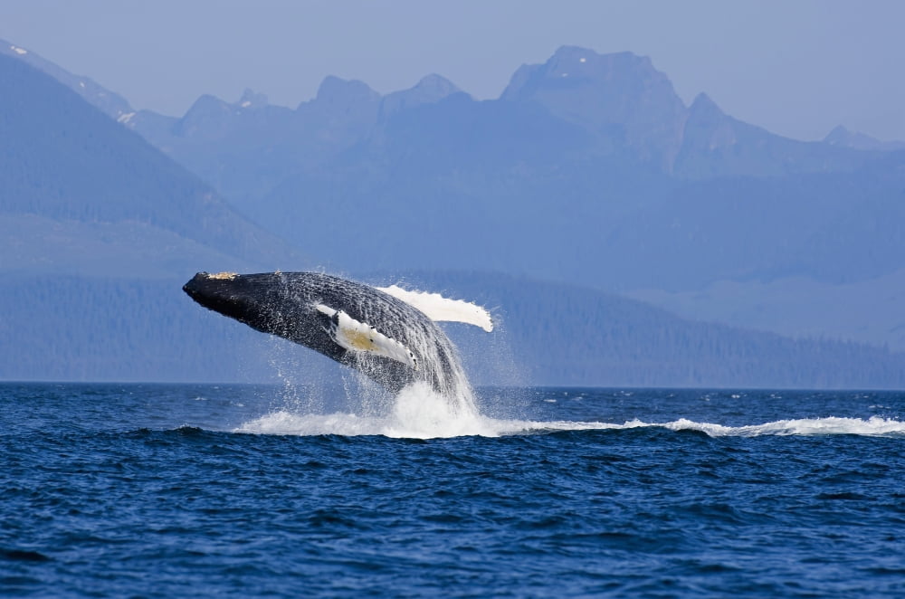 Humpback Whale In Inside Passage Leaping Out Of The Water Southeast Alaska Summer Canvas Art - John Hyde Design Pics (17 x 11)