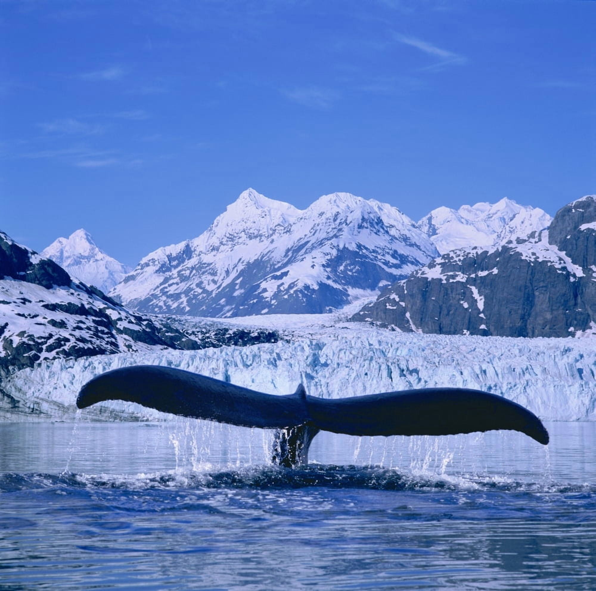 Humpback Whale (Megaptera Novaeangliae) Lifting Flukes Margerie Glacier In Background Blue Sky Canvas Art - John Hyde Design Pics (15 x 15)