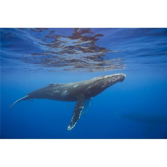 洋書 Hawaii's Humpback Whales: The Ultimate HAWAII'S HUMPBACK WHALES: THE ULTIMATE GUIDE By Gregory D