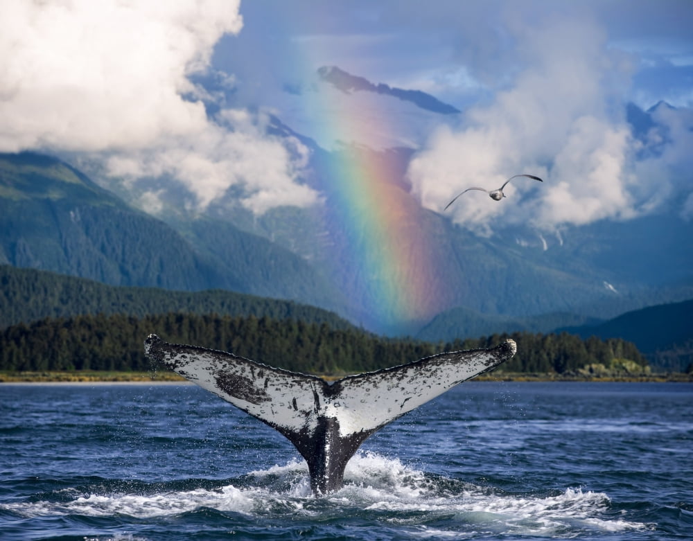 Humpback Whale Submerging Showing Fluke WRainbow Inside Passage Alaska Southeast Summer Composite Canvas Art - John Hyde Design Pics (17 x 13)