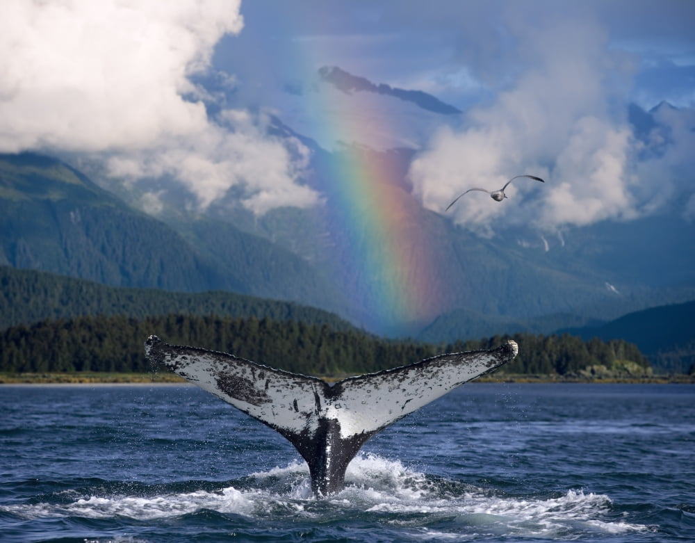 Humpback Whale Submerging Showing Fluke WRainbow Inside Passage Alaska Southeast Summer Composite Canvas Art - John Hyde Design Pics (34 x 26)