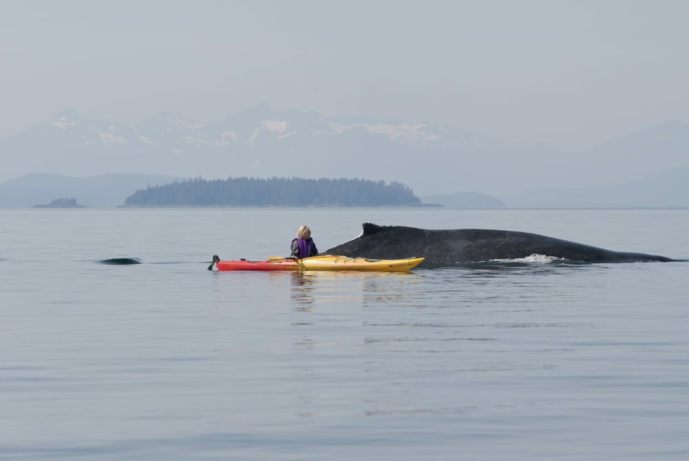 Humpback Whale Surfaces Near A Woman Sea Kayaker In Frederick Sound Inside Passage Southeast Alaska Summer Canvas Art - Tom Soucek Design Pics (34 x 22)