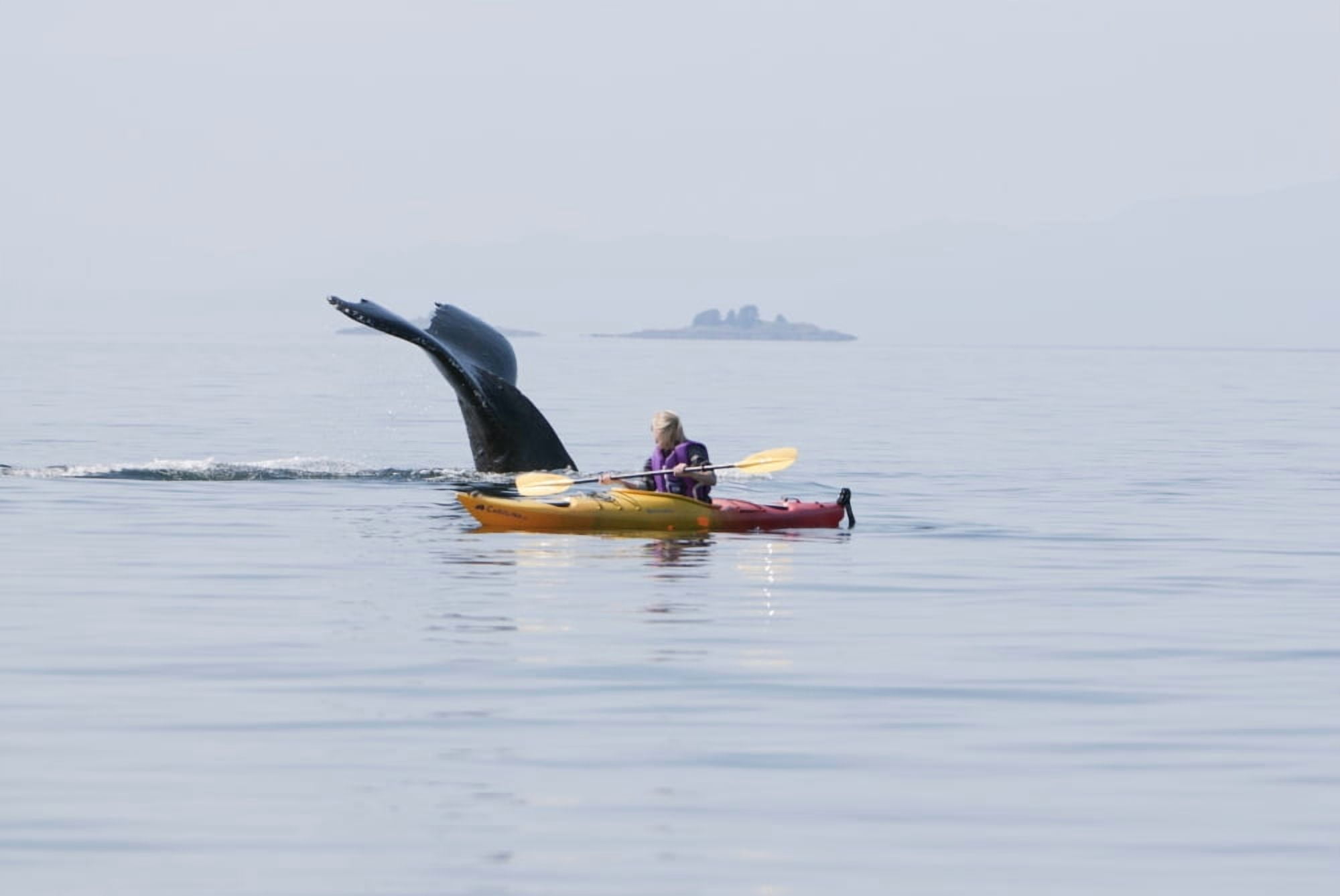Humpback Whale Surfaces Near A Woman Sea Kayaking In Frederick Sound Inside Passage Southeast Alaska Summer Canvas Art - Tom Soucek Design Pics (34 x 22)