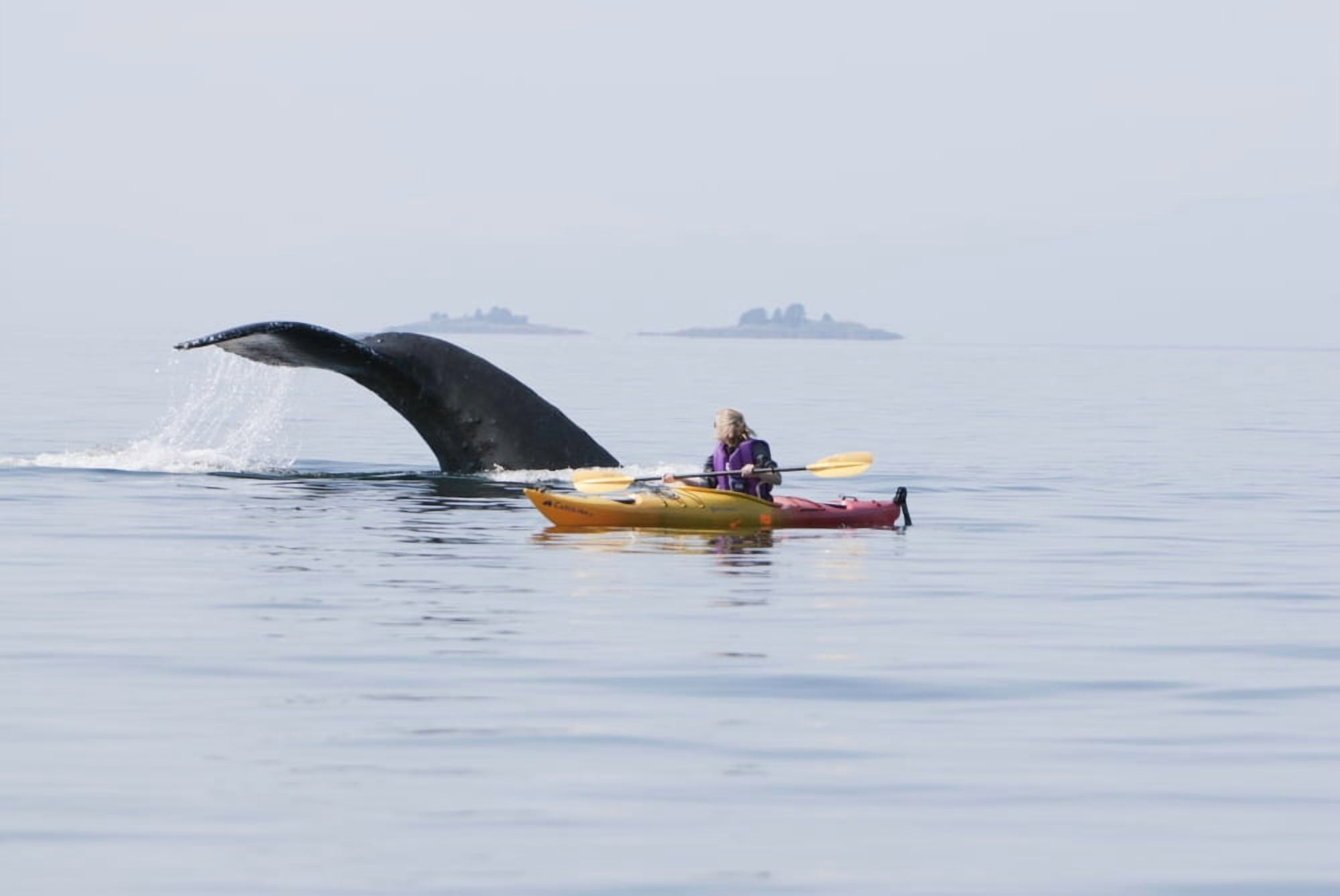 Humpback Whale Surfaces Near A Woman Sea Kayaking In Frederick Sound Inside Passage Southeast Alaska Summer Canvas Art - Tom Soucek Design Pics (34 x 22)