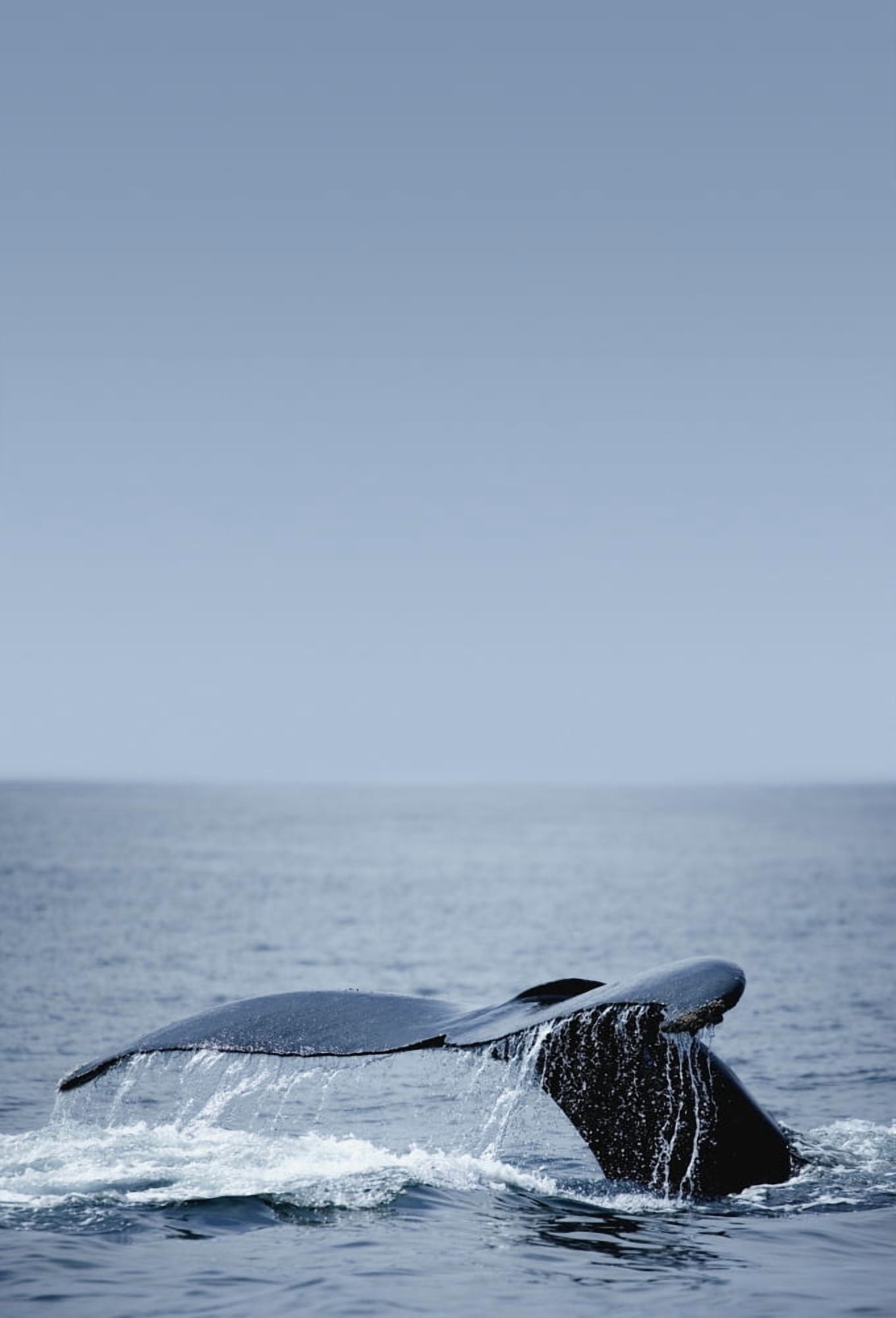 Humpback Whale Tail Fin Canvas Art - Darren Greenwood Design Pics (22 x 32)