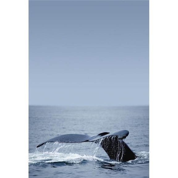 Humpback Whale Tail Fin Poster Print by Darren Greenwood, 11 x 16